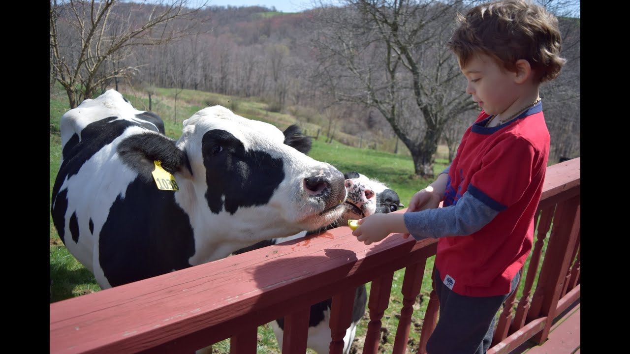 Early Spring Joy for Rescued Cow and Calves