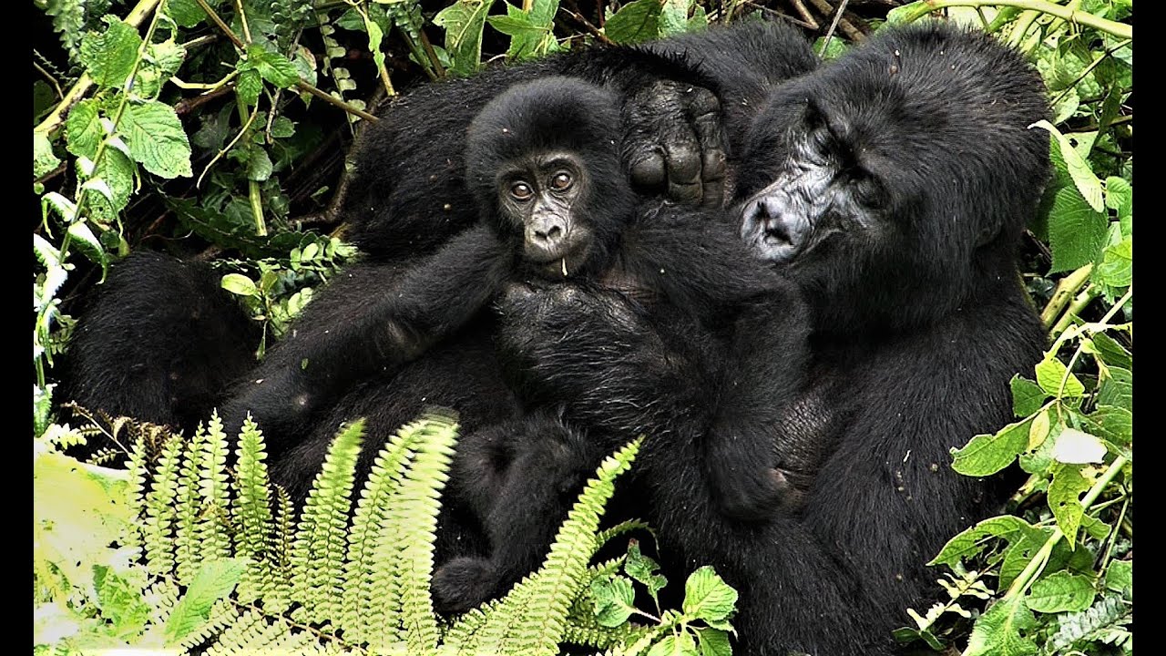 BERGGORILLAS - SCHIMPANSEN - ORANG UTANS - 2015/16 - bedrohte Primaten - 56 Min. ! ...