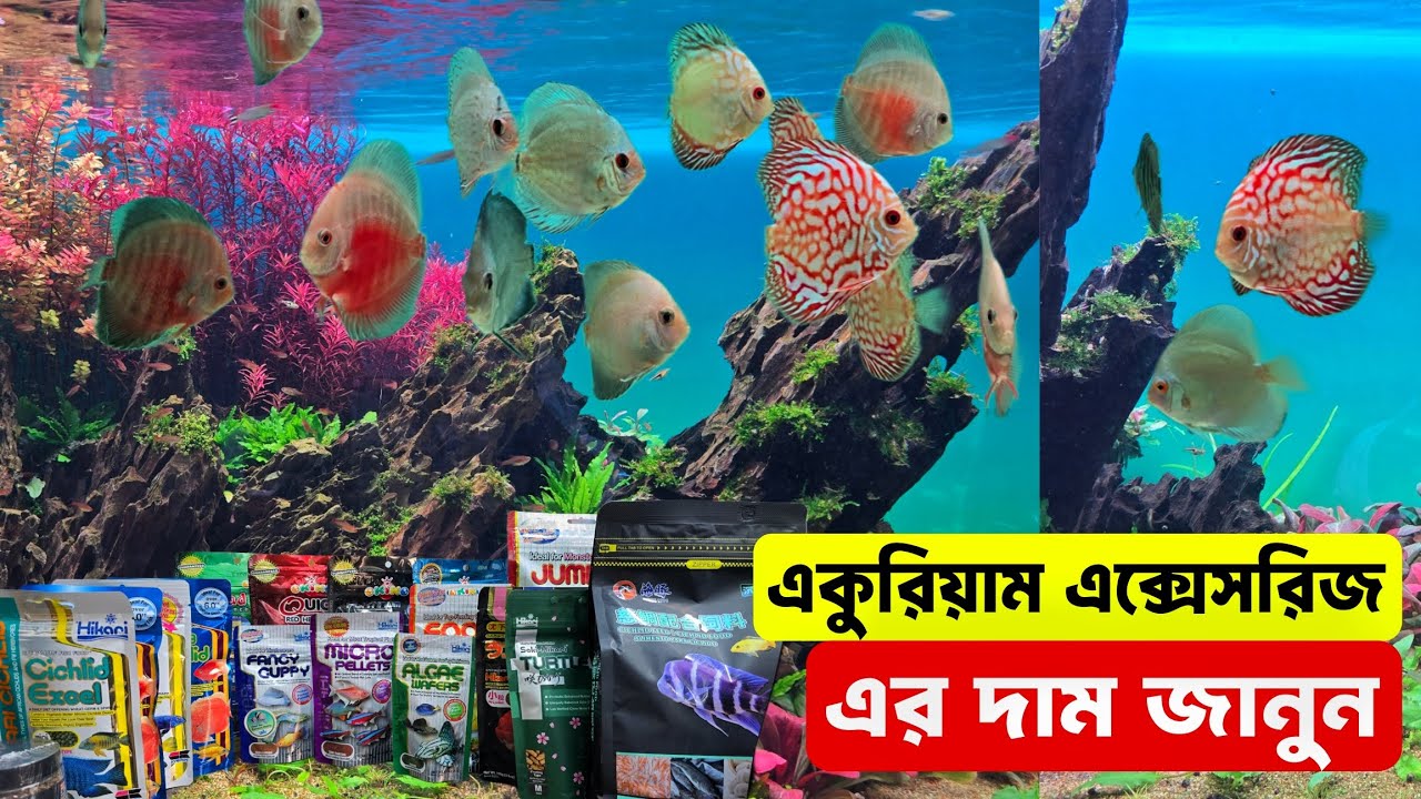 Aquarium Fish Price In Bangladesh 2026🐠Aquarium Fish Price | Aquarium | Aquarium Fish Price In BD🐠