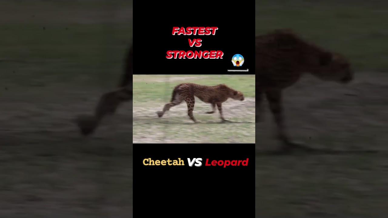 CHEETAH VS LEOPARD #wildlife #animals #shorts #cheetah #leopard #predator