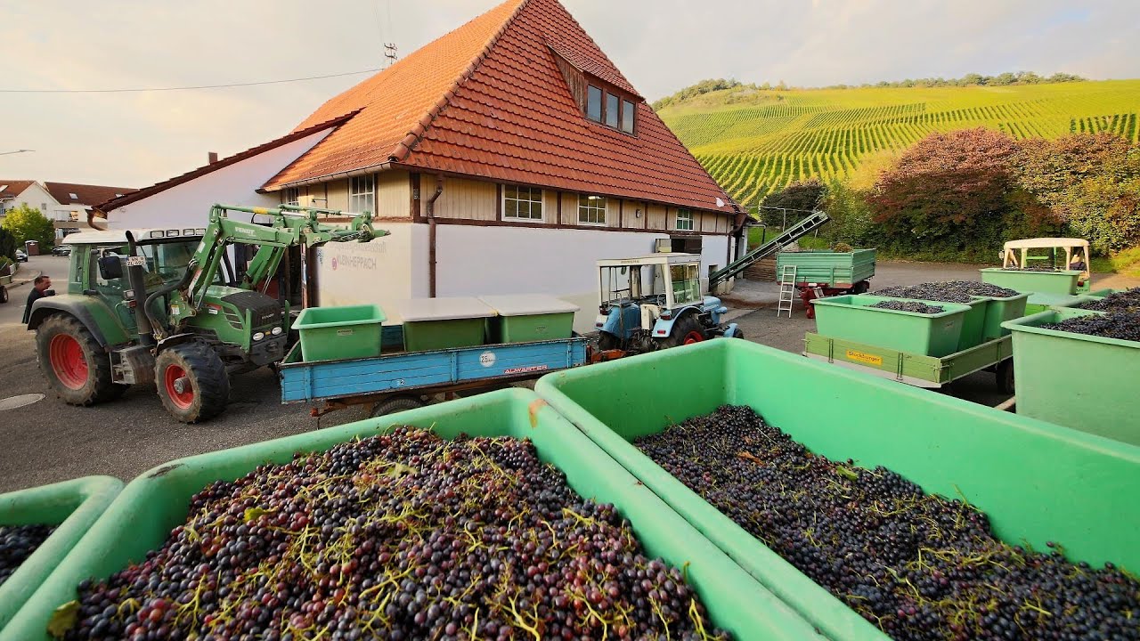 Die Keltern in Korb Steinreinach und Kleinheppach - Weinlese mit Vollernter