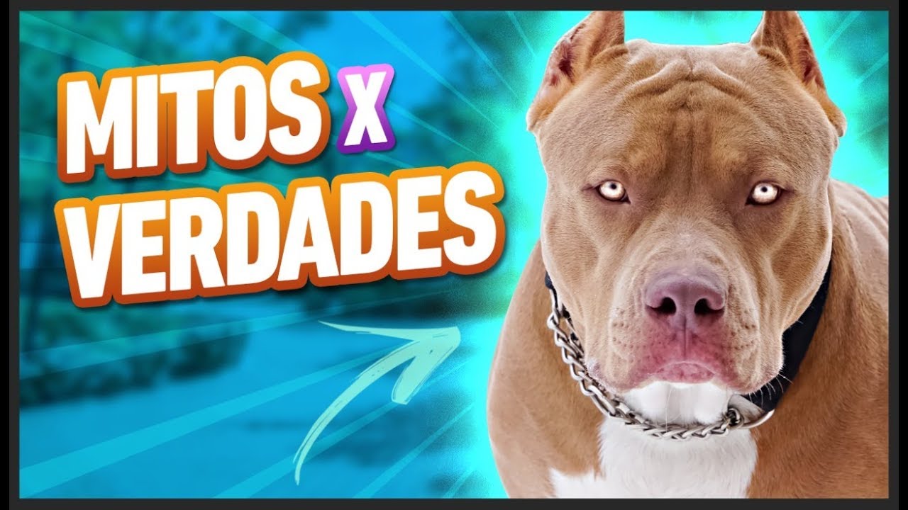 PITBULL pode ser manso?