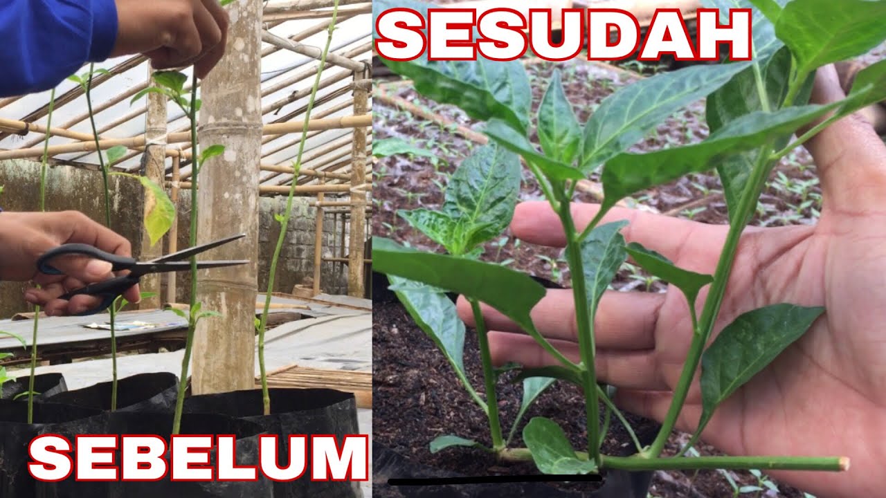 Cara menanam bibit cabe umur 60 hari