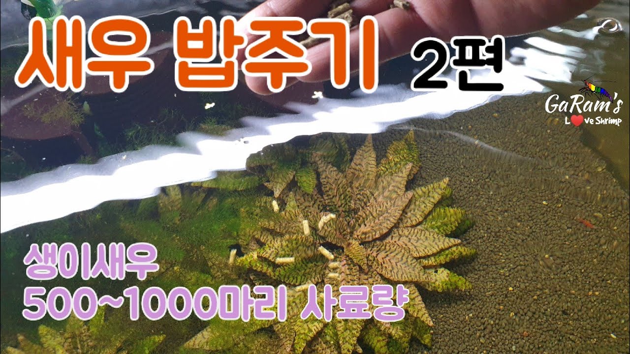 새우키우기. 새우밥주기 2편. 생이새우