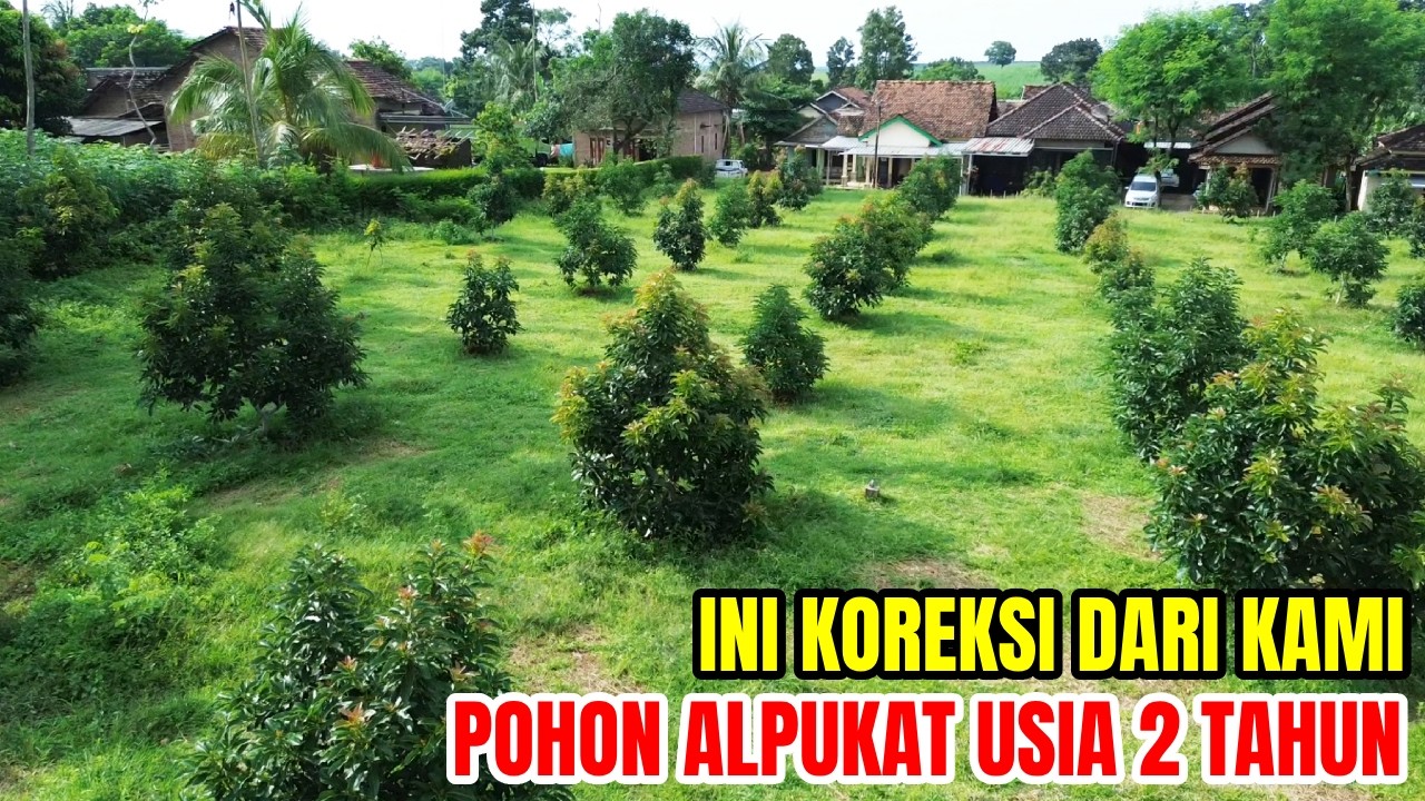 KEBUN ALPUKAT MIKI & ALIGATOR DEKAT PANTAI USIA 2 TAHUN
