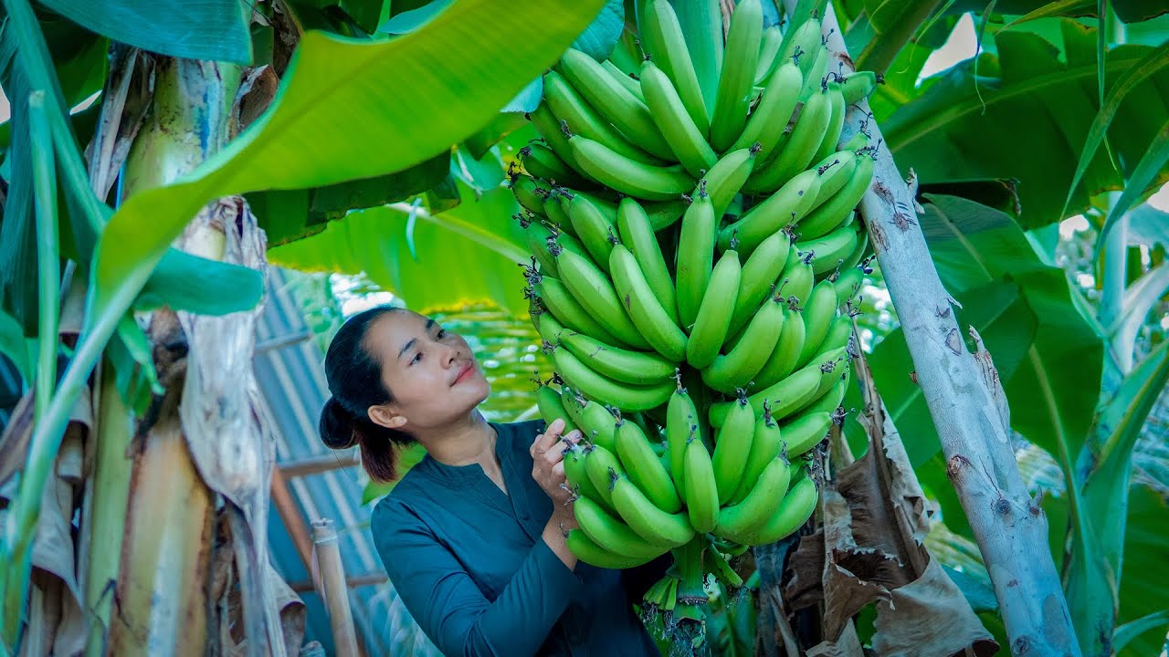 Harvest banana to make banana dessert in my village