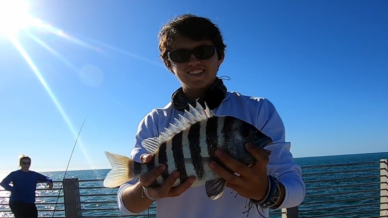 Sight Fishing Sheepshead on Fort De Soto Fishing Pier with Live Fiddler Crabs Catch Clean Cook