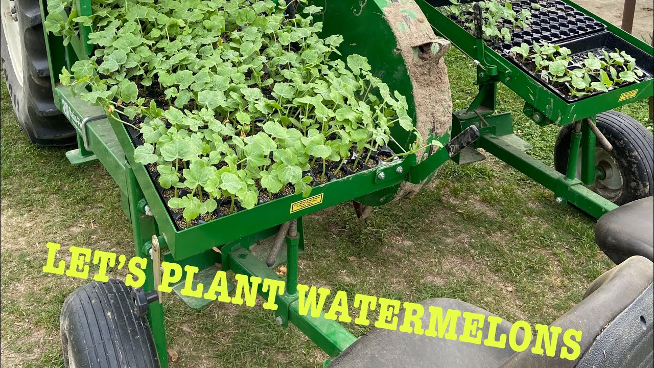Growing watermelons in Louisiana! #youtube