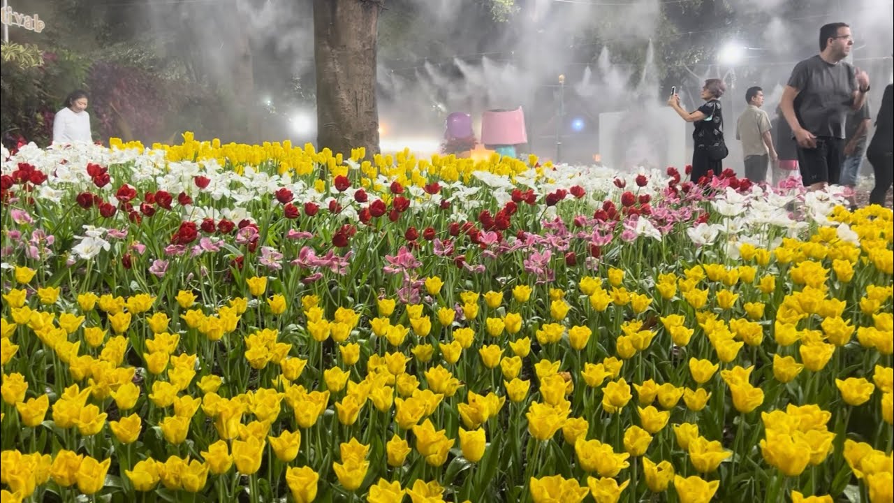 Lamphun Doi Inthanon Flowers of Chiangmai Mae kam pong