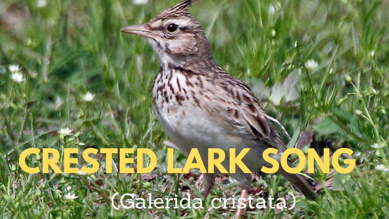 Crested Lark Call - Crested Lark Song - Crested Lark Sounds - Crested Lark Singing - Vocals - Voice