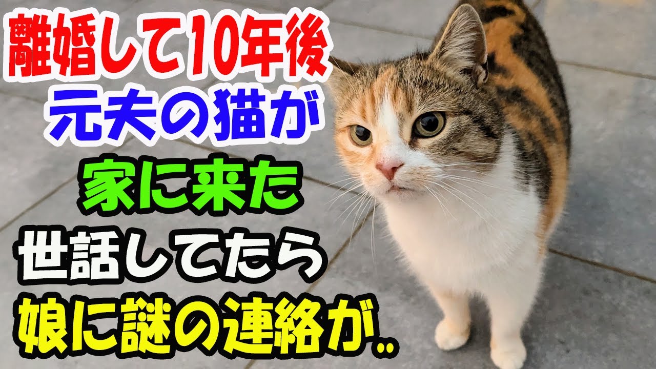 離婚して10年後、元夫の猫が突然家にやって来た。世話をしていたら謎のメールが娘に!?【猫の不思議な話】【総集編】
