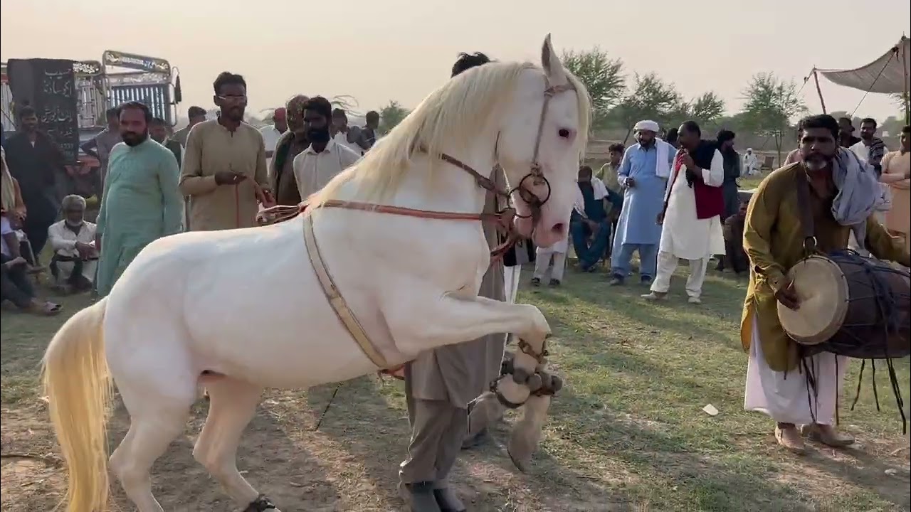 Horse Dance Part 6