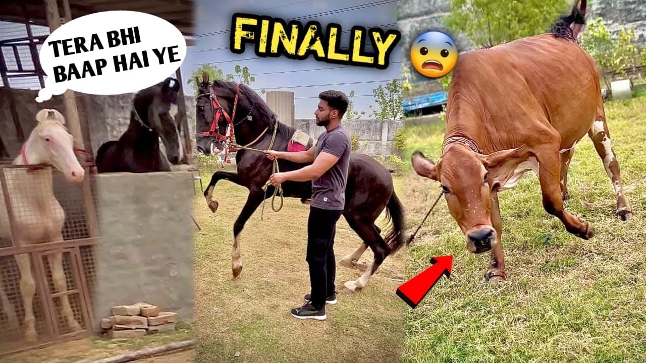 Chaal Ka DEVTA🔥GHODA Farm Pr Aagya 🙏🏻