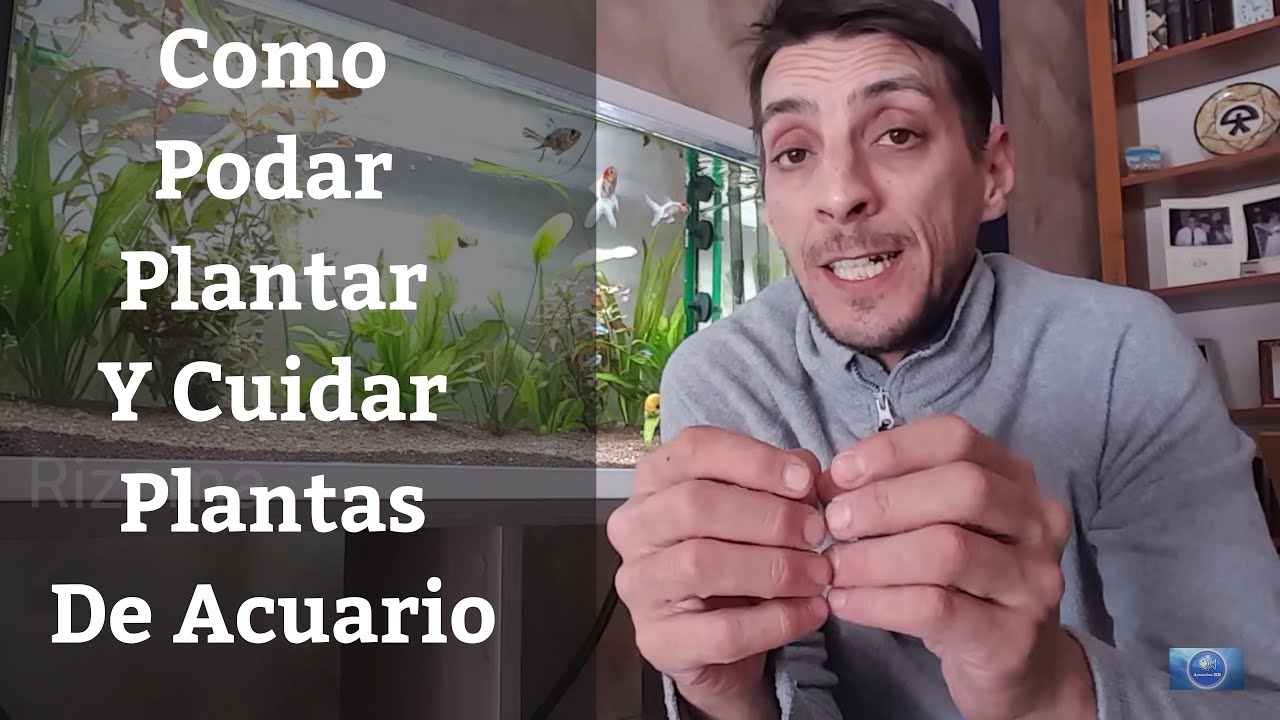 🔵 Cómo Podar,Plantar Y Sembrar Plantas De Acuario,Guía Básica Acuario Plantado 1x3 (Acuarios MB)