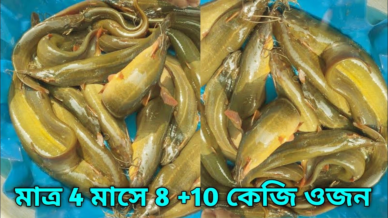 দেশি শিং মাছের মধ্যে ফিমেল মাছগুলো চেনার উপায় 01799515226