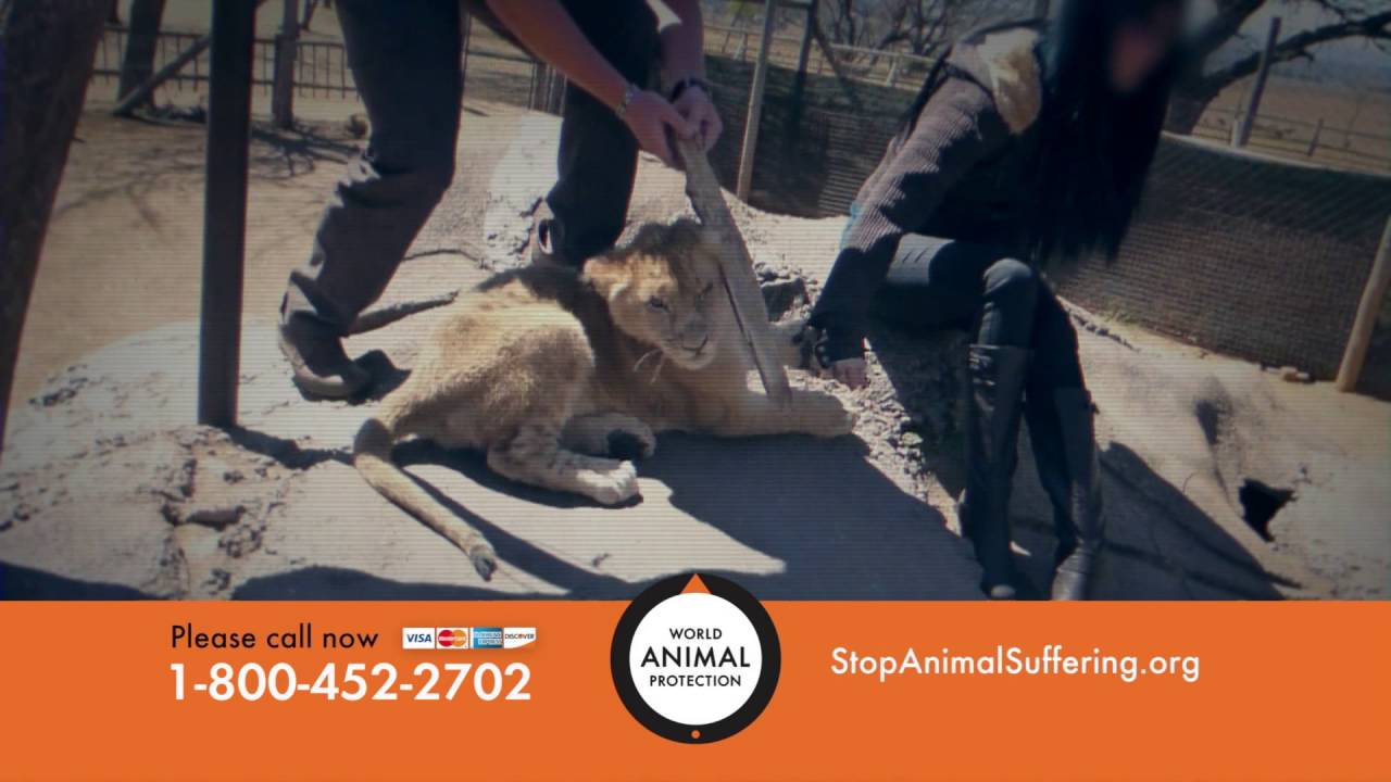 Stop Animal Suffering