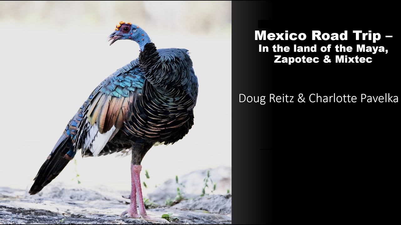 Mexico Birding Road Trip - In the land of the Maya, Zapotec & Mixtec