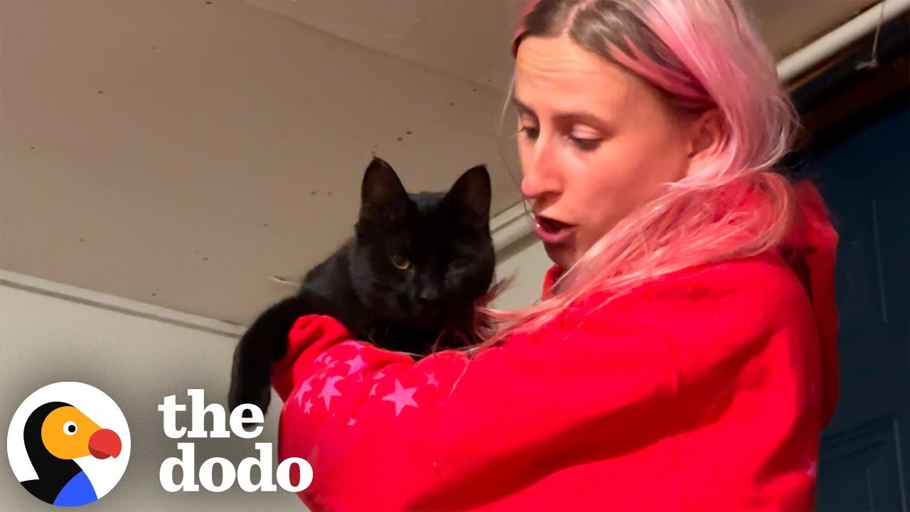 Stray Black Cat Walks Right Into Her Boyfriend's House...💕 | The Dodo