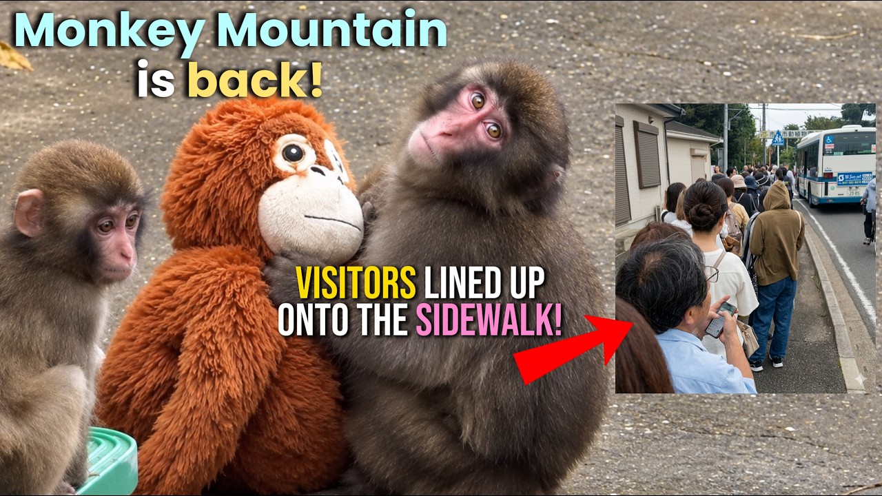 Punch is back! Visitors stretched onto the sidewalk all to see him!  🐒❤️