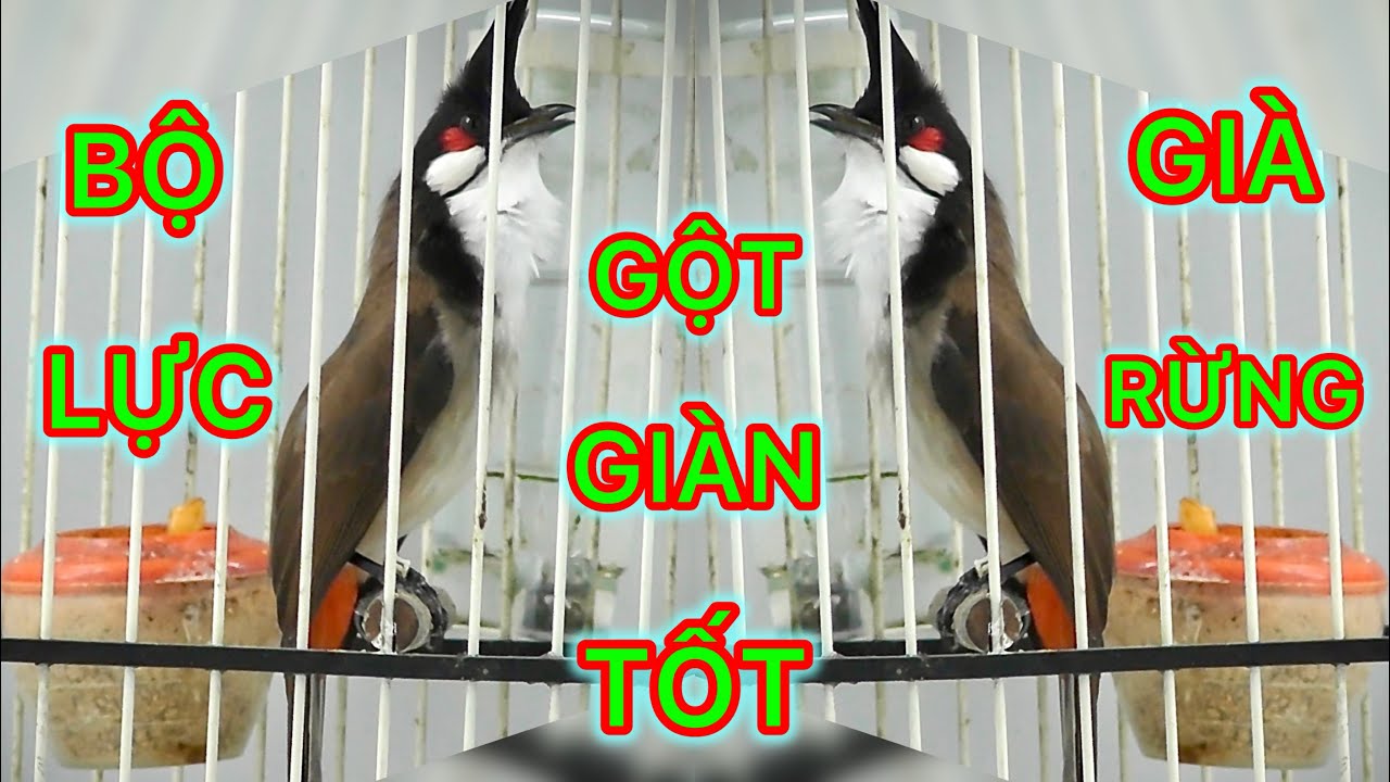 BỘ CHẤT , NẾT GẤU , ĐẤU GĂM DÍ MẶT , GỘT GIÀN TỐT