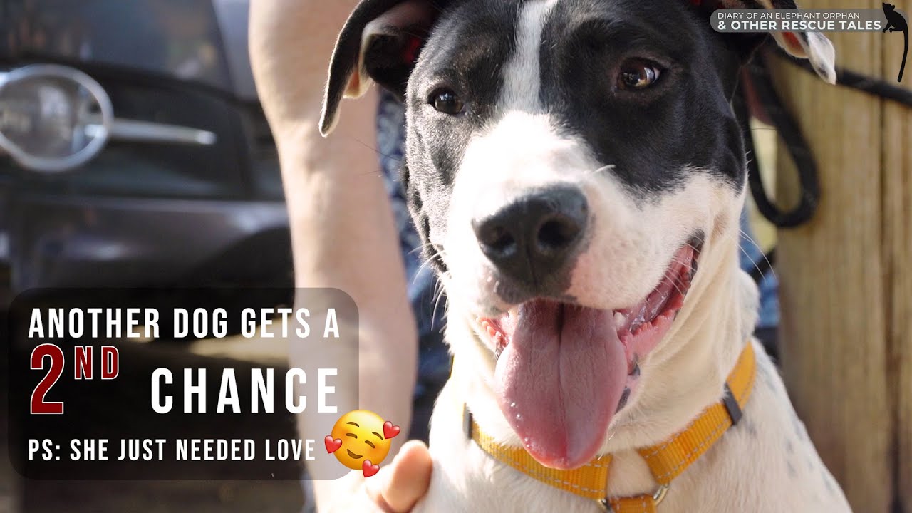 Good news! Another dog gets a 2nd chance - (she just needed love) #haws