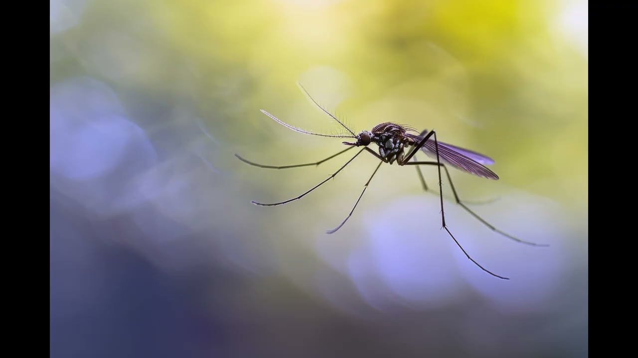 Mosquitos
