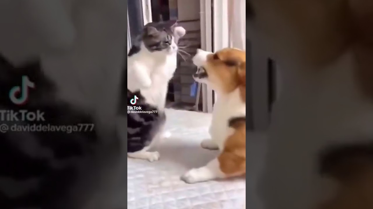 Katze gegen Hund Funnyw😂😂😂