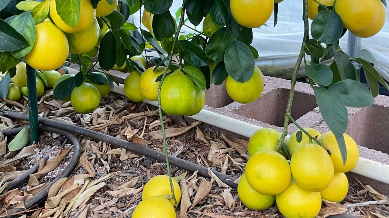 What it looks like to grow citrus in a high tunnel 2 years later after planting.