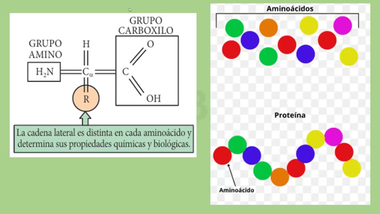 6º SEM T6  BIO SEC II   PROTEINAS