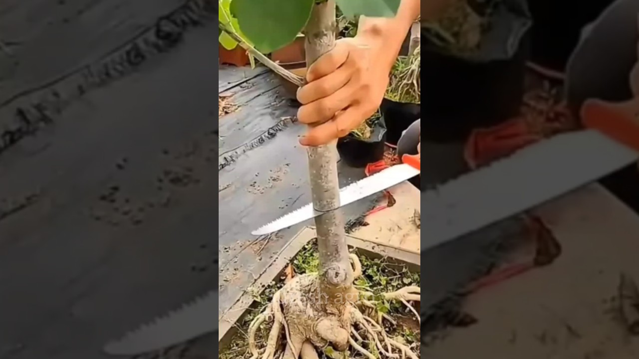 New tips garfting plant in your garden #shorts #farming #agrico #viralfarming