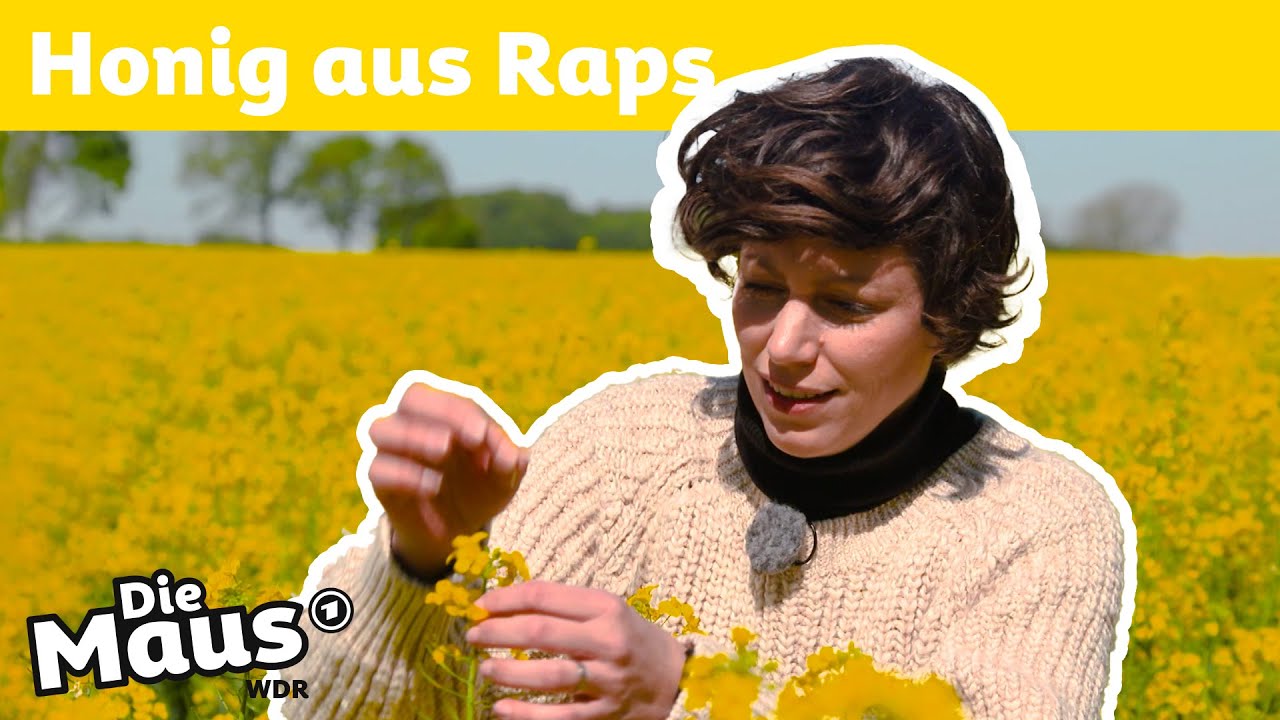 Wie entsteht Rapshonig? | DieMaus | WDR