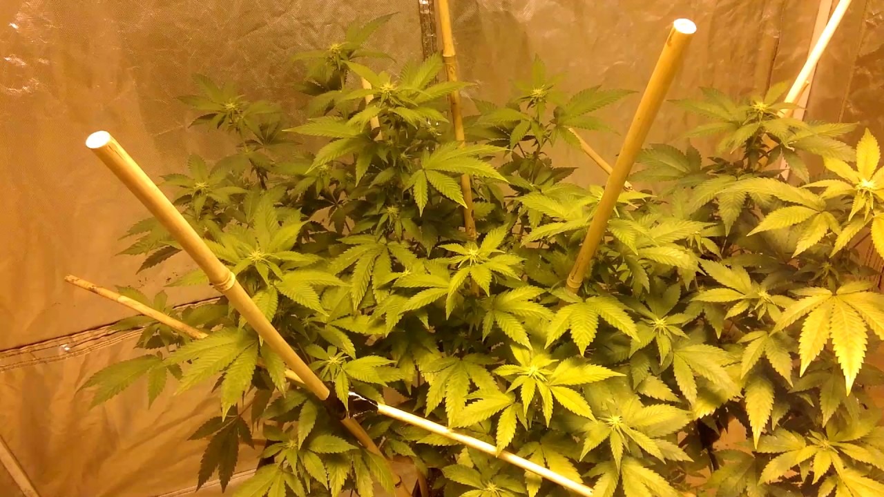 White widow day 12 flowering under 1000watt HPS