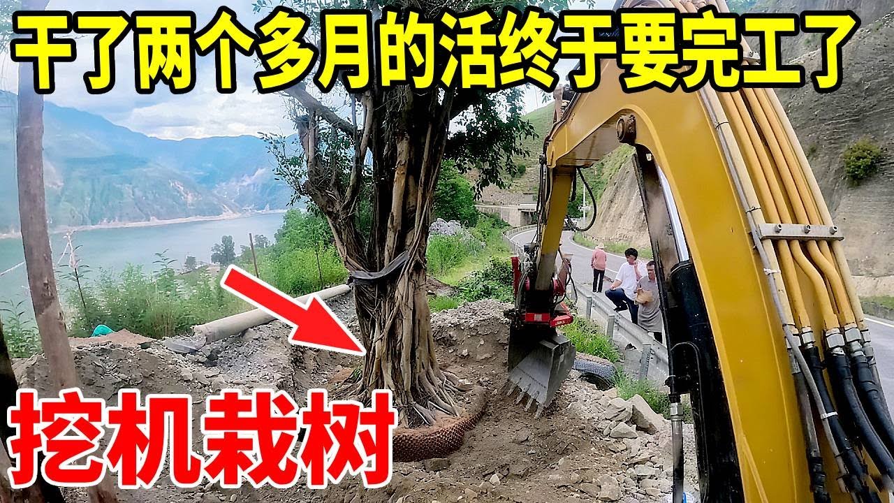 最后一批树，载完好回家#谢挖挖 #挖掘机日常生活