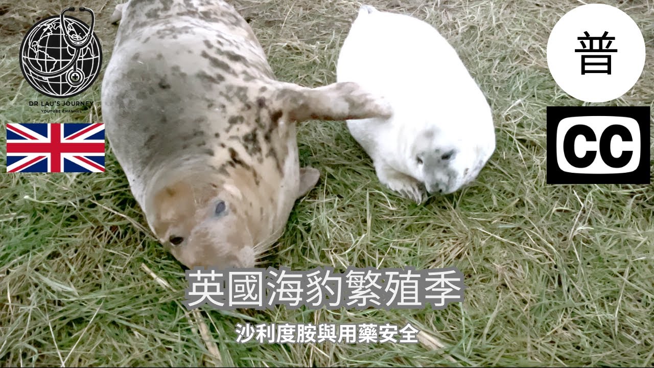 英國海豹繁殖季紀錄｜野外與救助中心實拍｜一段改變用藥安全的醫學歷史(國語)