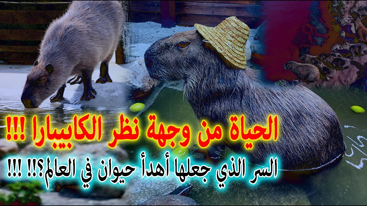 🦫 يوم في حياة الكابيبارا… أهدأ مخلوق على الأرض! | ماذا لو عشت ككابيبارا؟#الكابيبارا#shorts
