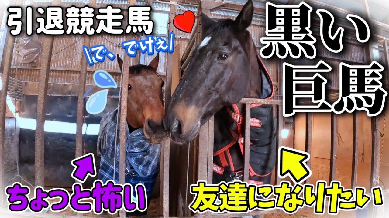 大きくて筋肉ムキムキな黒馬が、隣にやって来た小柄な引退競走馬と友達になりたくて…怖がらせないように頑張って絡む姿が可愛すぎました。【ツルマルボーイ様のシモベ】