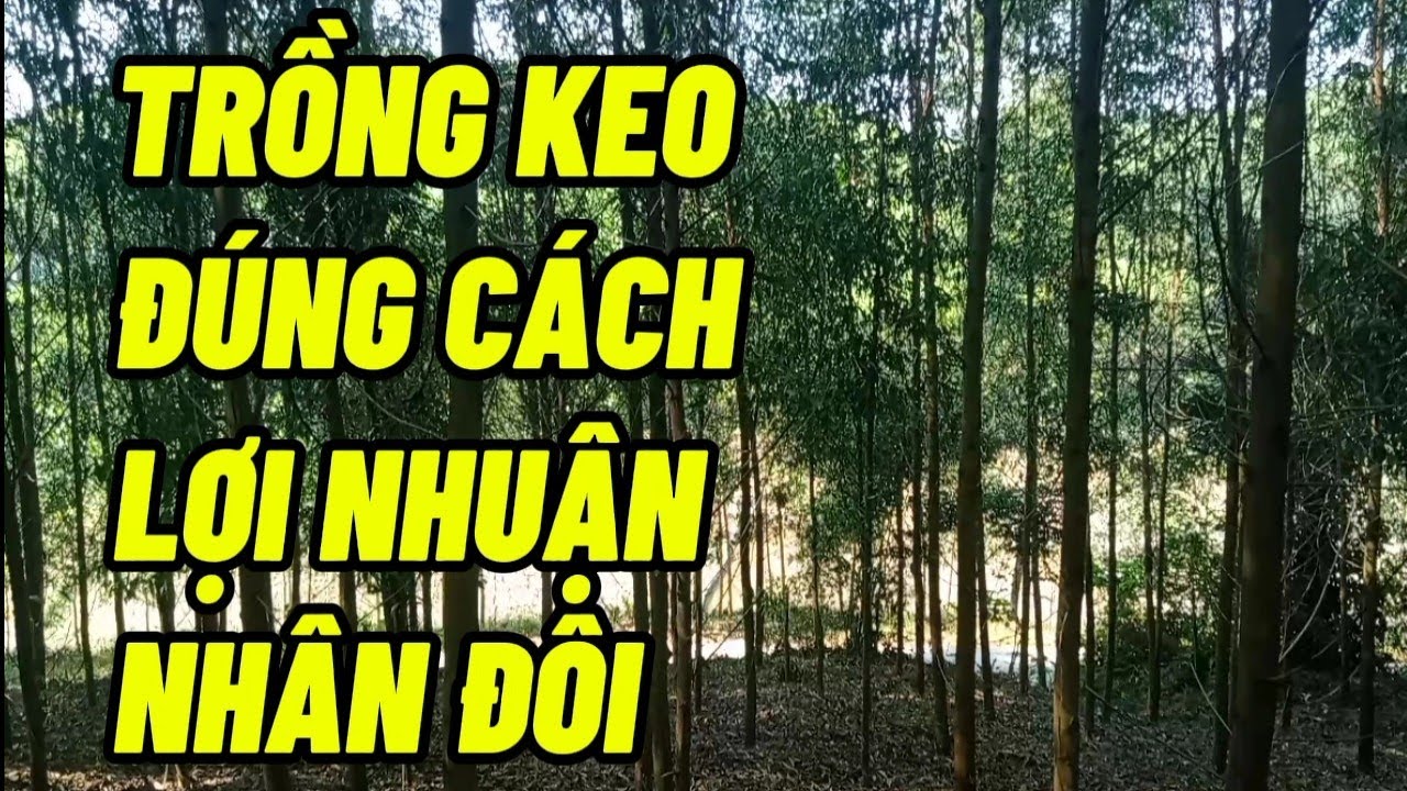 Cách Trồng Cây Keo Mang Lại Hiệu Quả Kinh Tế Cao | Dương Việt Hà