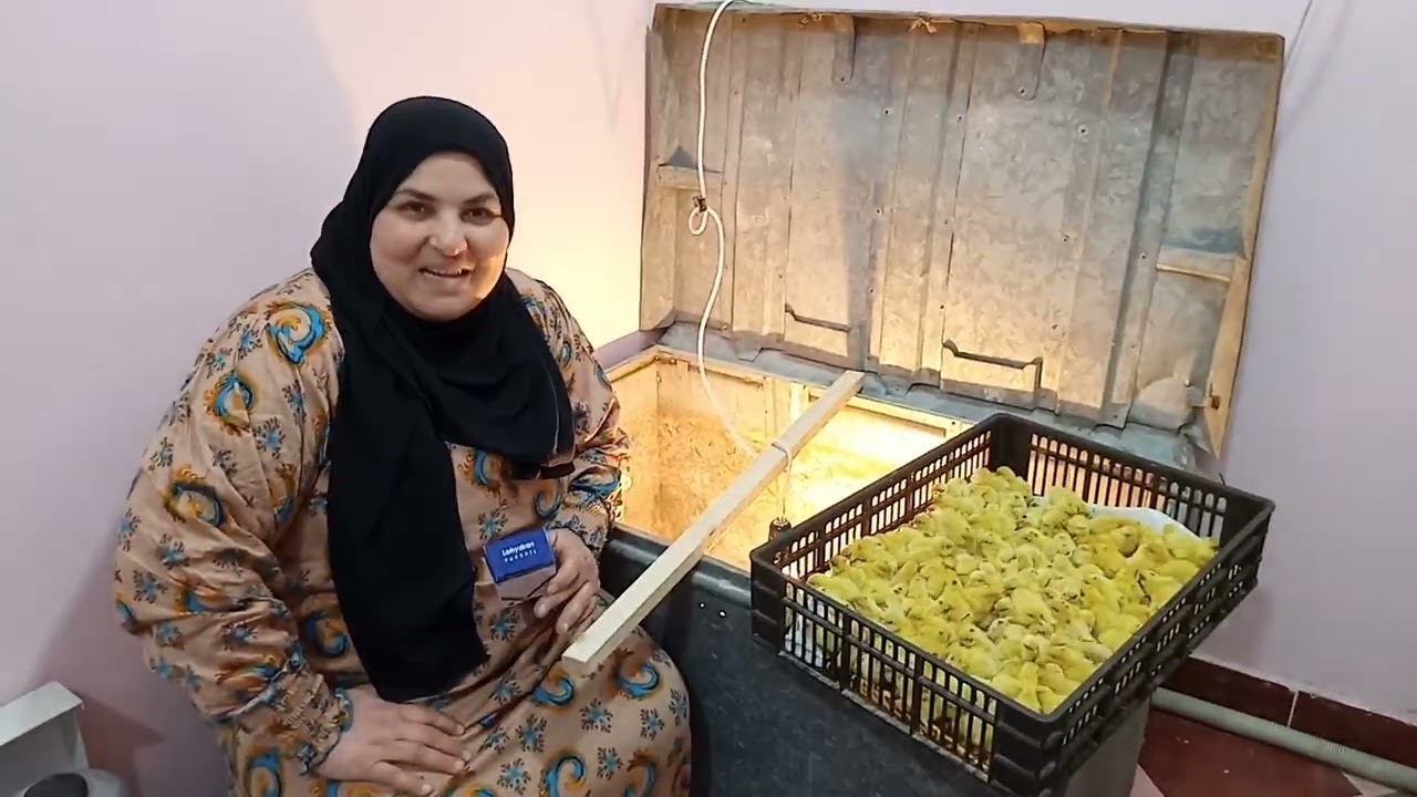 معاكم من البدايه في تربيه السمان
