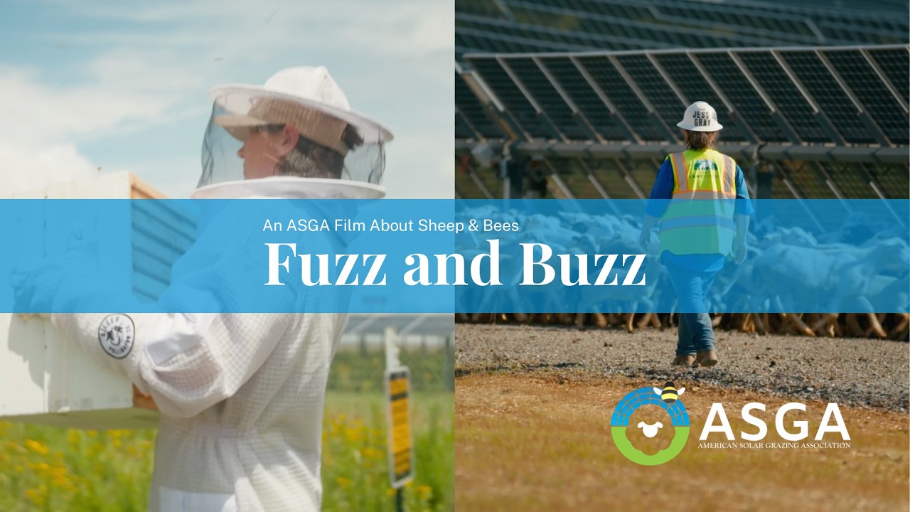 Fuzz and Buzz