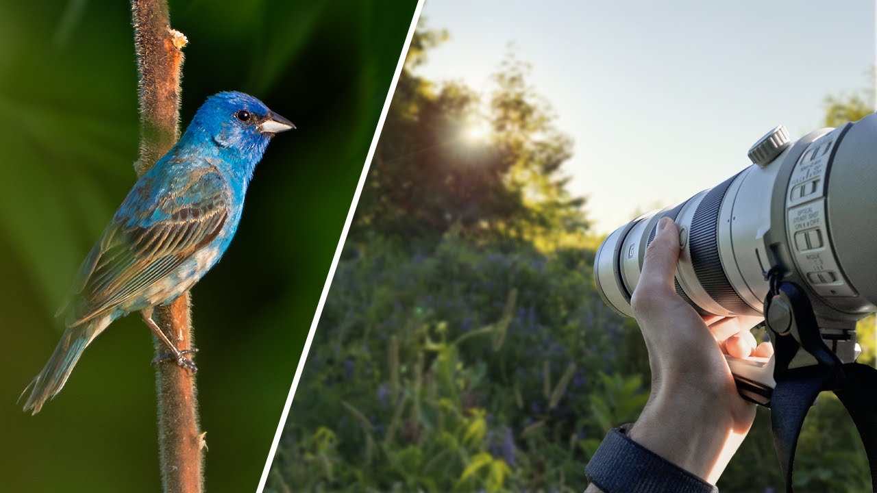 POV Bird Photography in a Summer Meadow
