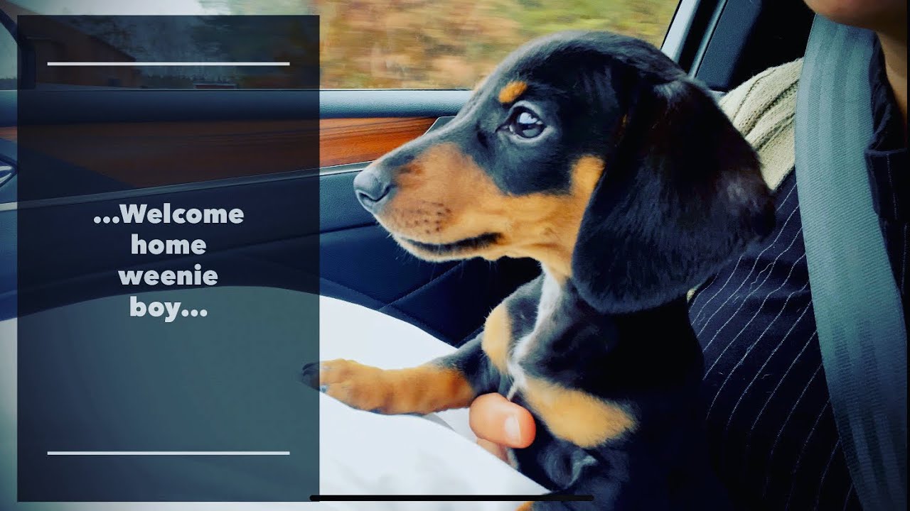 Meet my new baby 9 weeks old black and tan mini dachshund