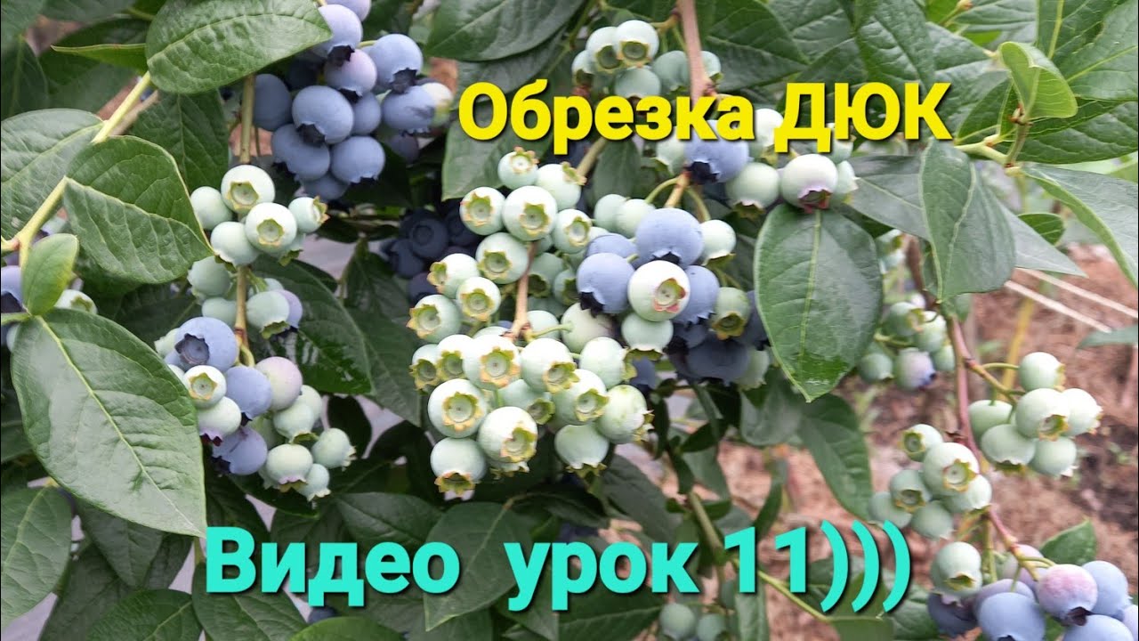Обрезка голубики на КРУПНУЮ ЯГОДУ. Видео урок 11)))