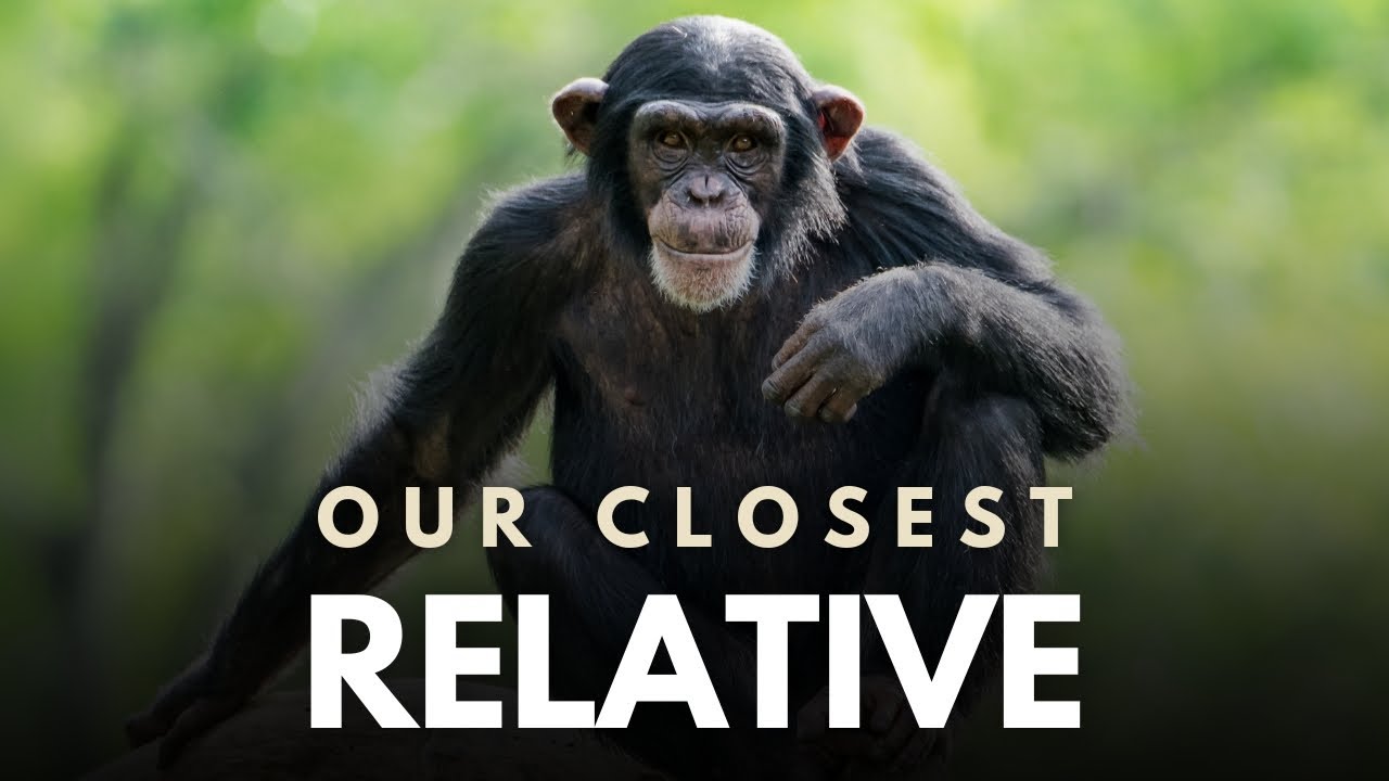 Why Chimpanzees Are Truly Unique