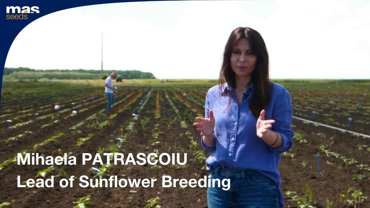Meet our Teams - Mihaela PATRASCOIU, Lead of Sunflower Breeding MAS Seeds