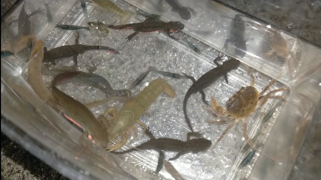 【愛知】山奥にある水路でガサガサしたら何がとれる？