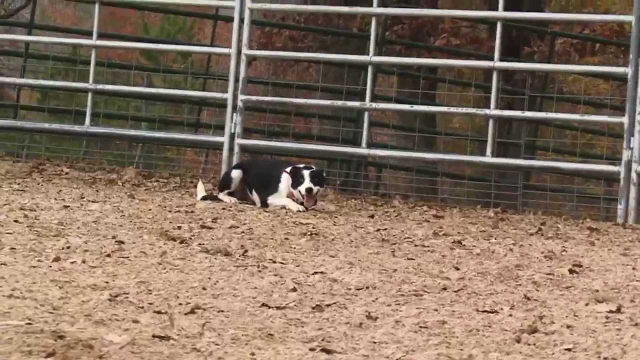 Working Like a Dog - Cowdog Training w/ Mike Wright