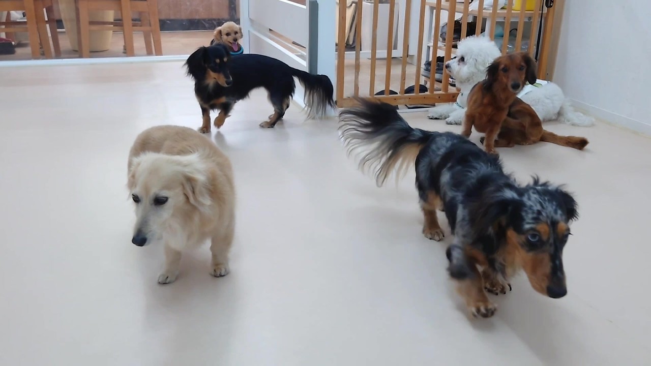 ダックスたちが幅を利かせてる日　🐶ひみつきちなう！①🐶  2026年2月20日
