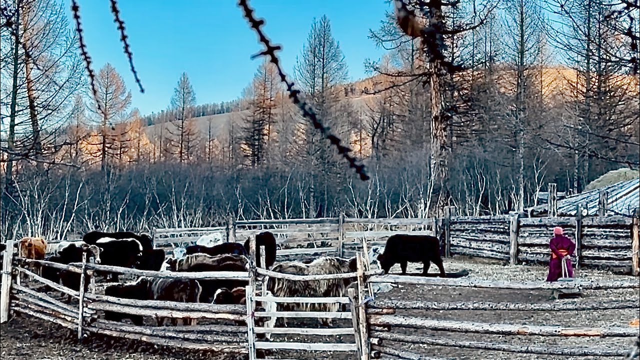 Хатгалын малчин айл | Mongolian herder family 🇲🇳 ASMR (nature, real sounds)