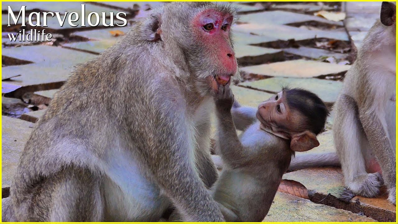 Gorgeous little baby monkey Jonna finds food in m+outh her mother Jane and Baby drink milk so sweet