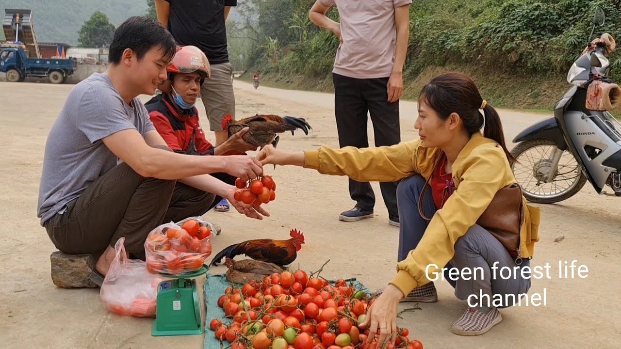 Sold out wild chickens and tomatoes today. Robert | Green forest life (ep283)